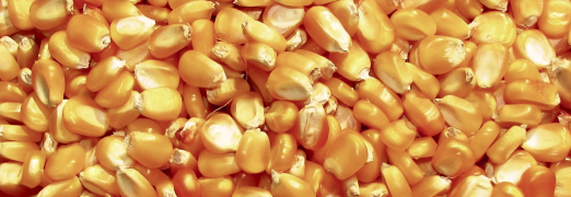 Imagem de um punhado de grãos de milho