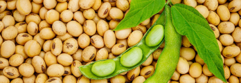 Imagem de um punhado de grãos de soja