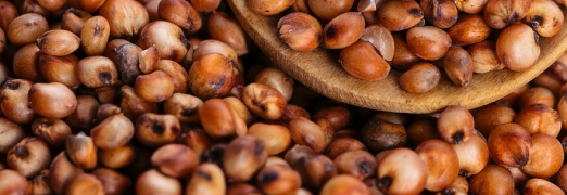 Imagem de um punhado de grãos de sorgo
